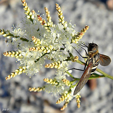 Polygonella polygama unspecified picture