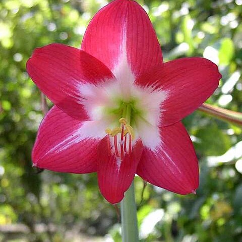 Hippeastrum unspecified picture