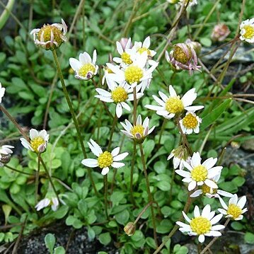 Bellium unspecified picture