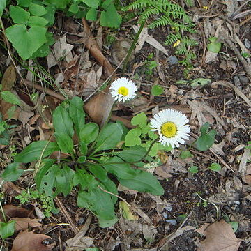 Bellis rotundifolia unspecified picture