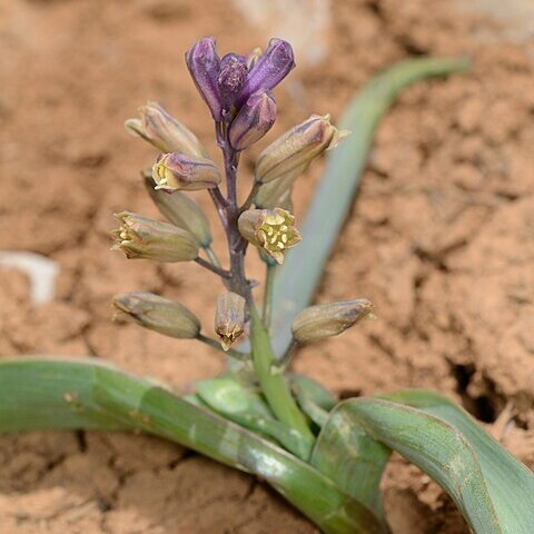 Bellevalia hermonis unspecified picture