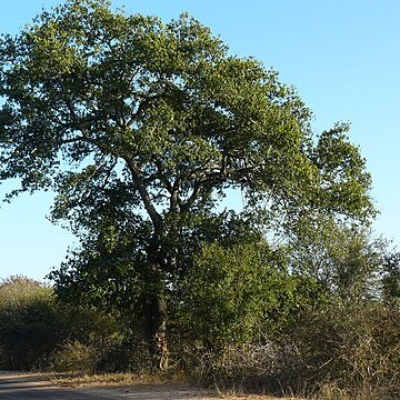 Berchemia discolor unspecified picture