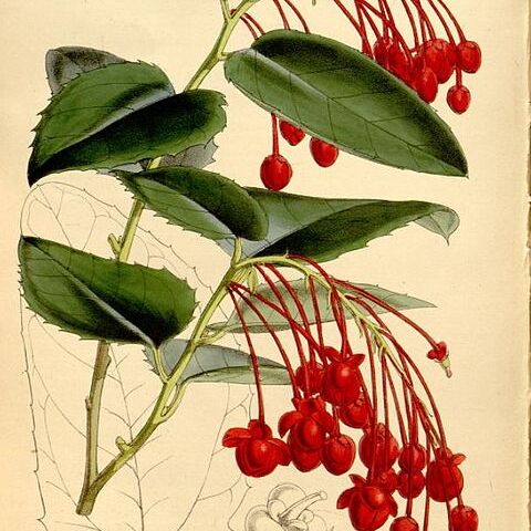 Berberidopsis corallina unspecified picture