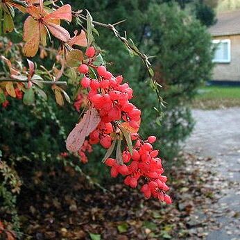 Berberis aggregata unspecified picture