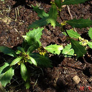 Berberis hypokerina unspecified picture