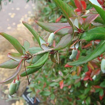 Berberis lijiangensis unspecified picture