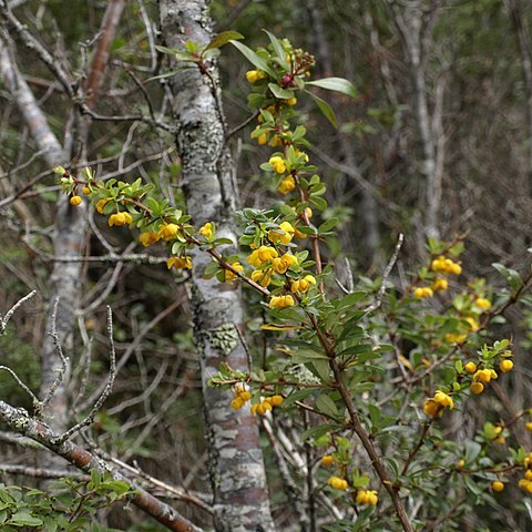 Berberis montana unspecified picture