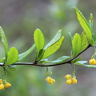 Berberis sieboldii unspecified picture