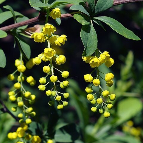 Berberis chinensis unspecified picture