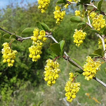 Berberis unspecified picture