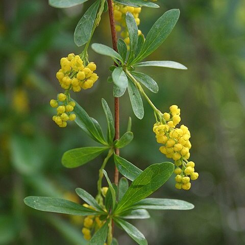 Berberis vernae unspecified picture