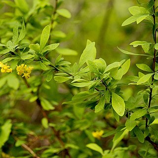 Berberis fendleri unspecified picture