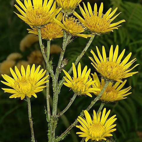 Berkheya rhapontica subsp. rhapontica unspecified picture