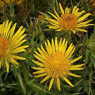 Berkheya onopordifolia unspecified picture