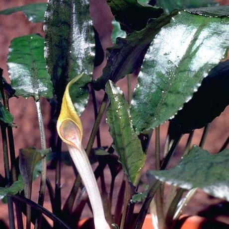 Cryptocoryne beckettii unspecified picture