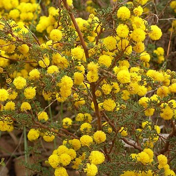 Acacia lasiocarpa unspecified picture