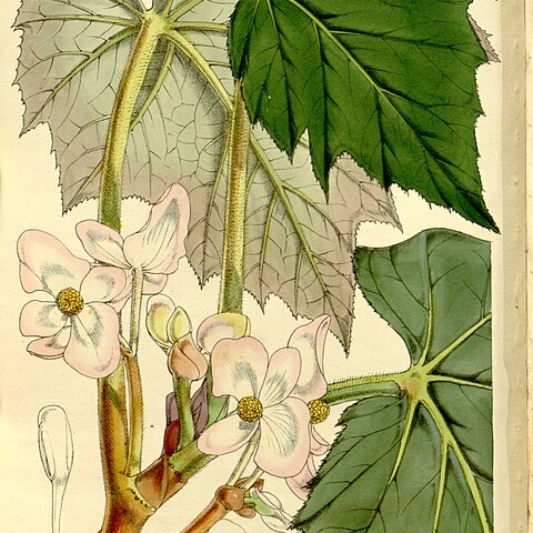 Begonia palmata unspecified picture