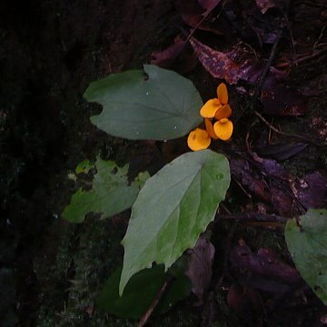 Begonia pulcherrima unspecified picture