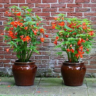 Begonia pendula unspecified picture