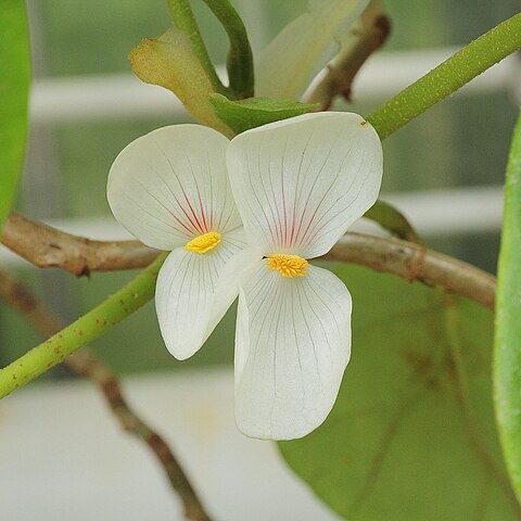 Begonia ampla unspecified picture