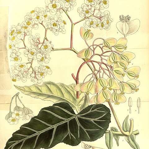 Begonia angularis unspecified picture