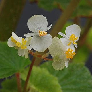 Begonia hirsuta unspecified picture