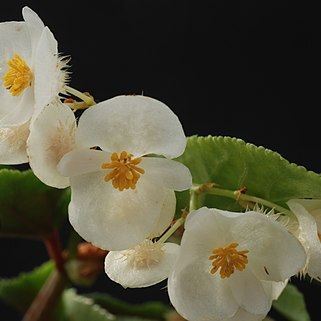 Begonia insularis unspecified picture