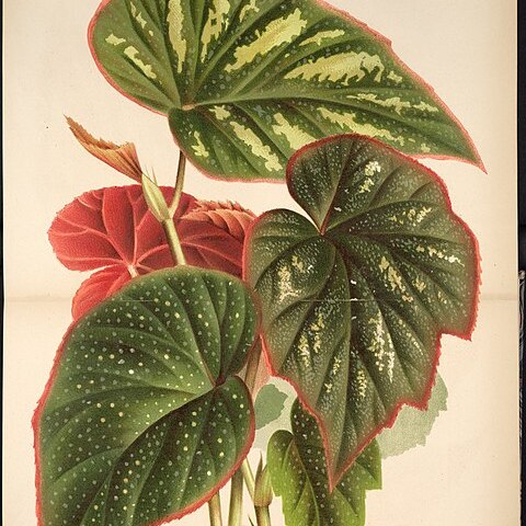 Begonia teuscheri unspecified picture