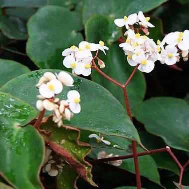 Begonia epipsila unspecified picture