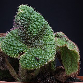 Begonia lacunosa unspecified picture