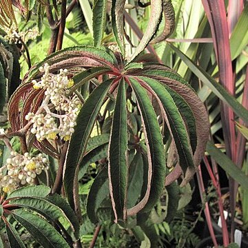 Begonia luxurians unspecified picture