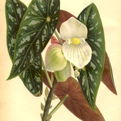 Begonia lubbersii unspecified picture