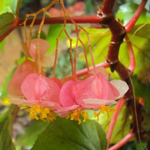 Begonia malabarica unspecified picture