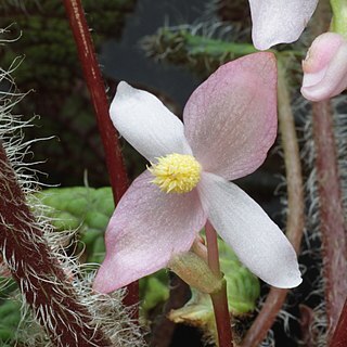 Begonia sizemoreae unspecified picture