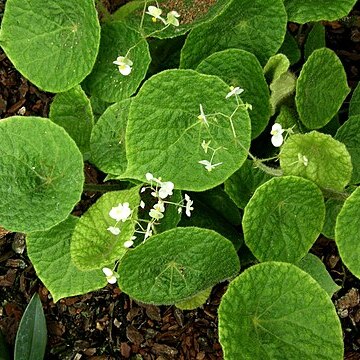 Begonia sudjanae unspecified picture