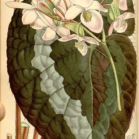 Begonia rex unspecified picture