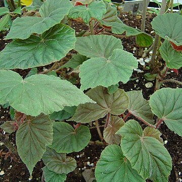 Begonia scharffii unspecified picture