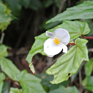 Begonia banaoensis unspecified picture