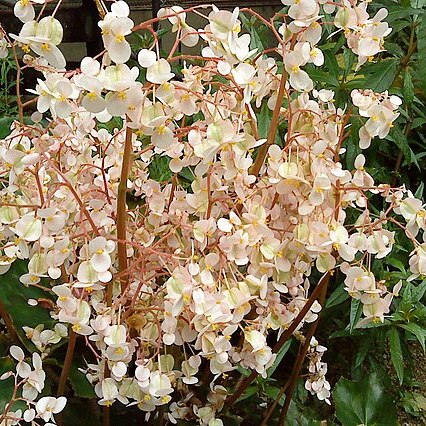 Begonia cardiocarpa unspecified picture