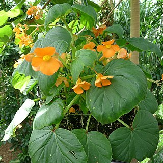 Begonia cinnabarina unspecified picture