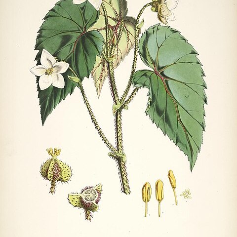 Begonia cathcartii unspecified picture