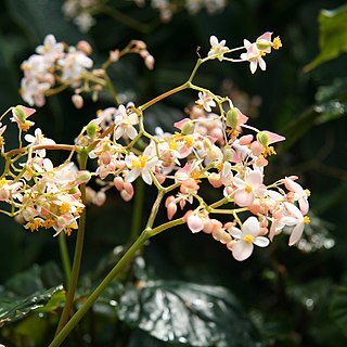 Begonia brachypoda unspecified picture