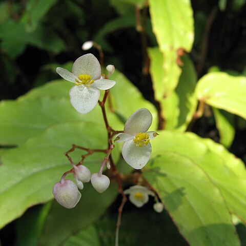 Begonia boisiana unspecified picture