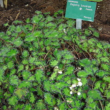 Begonia bowerae unspecified picture