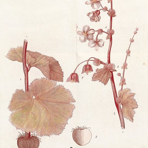 Begonia balmisiana unspecified picture