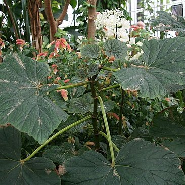 Begonia valida unspecified picture