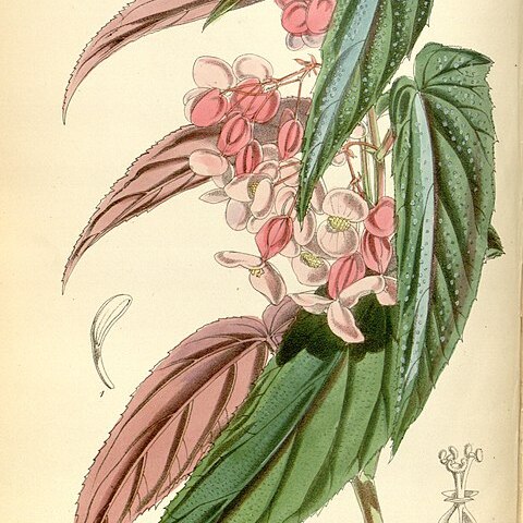 Begonia falcifolia unspecified picture