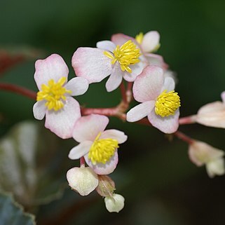 Begonia fischeri unspecified picture