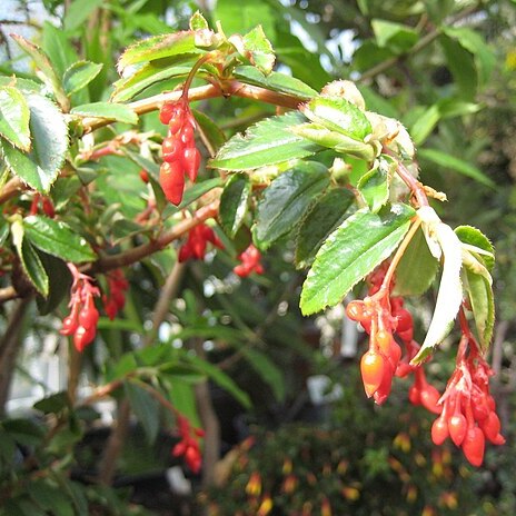 Begonia fuchsioides unspecified picture