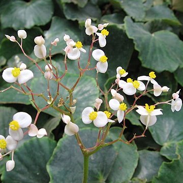 Begonia floccifera unspecified picture